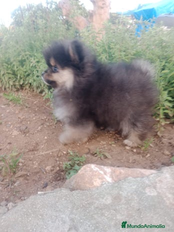 Pomerania perros en Granada - Anuncio 11