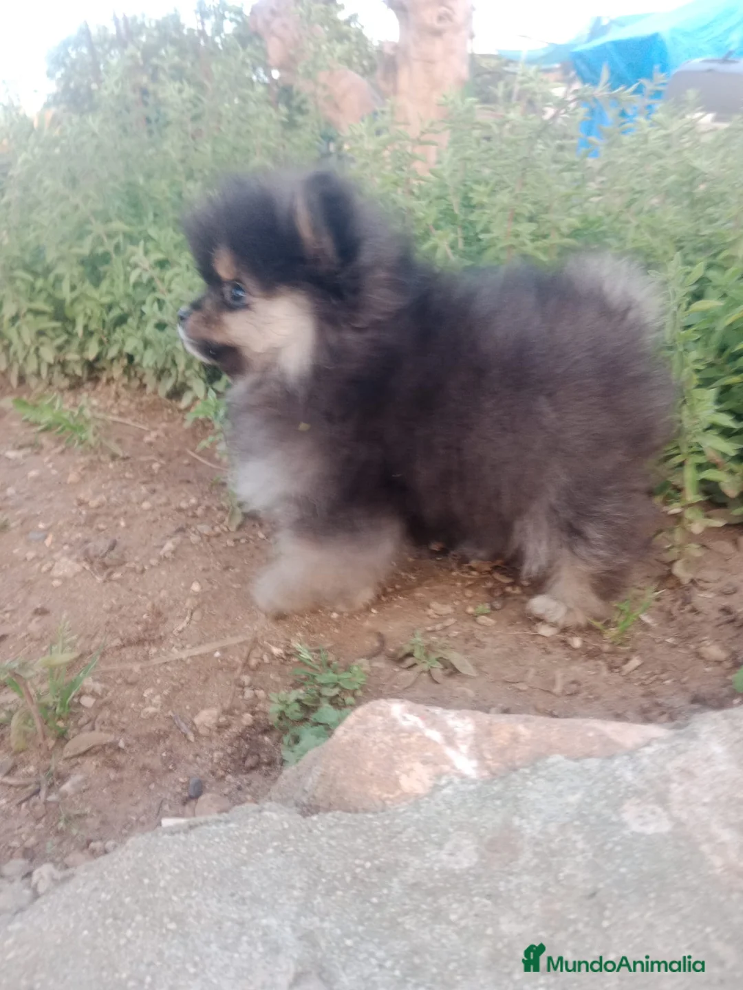 Pomerania perros en venta: Camada de Pomerania en Granada - Anuncio 1