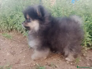 Pomerania perros Camada de Pomerania en Granada - Anuncio 40