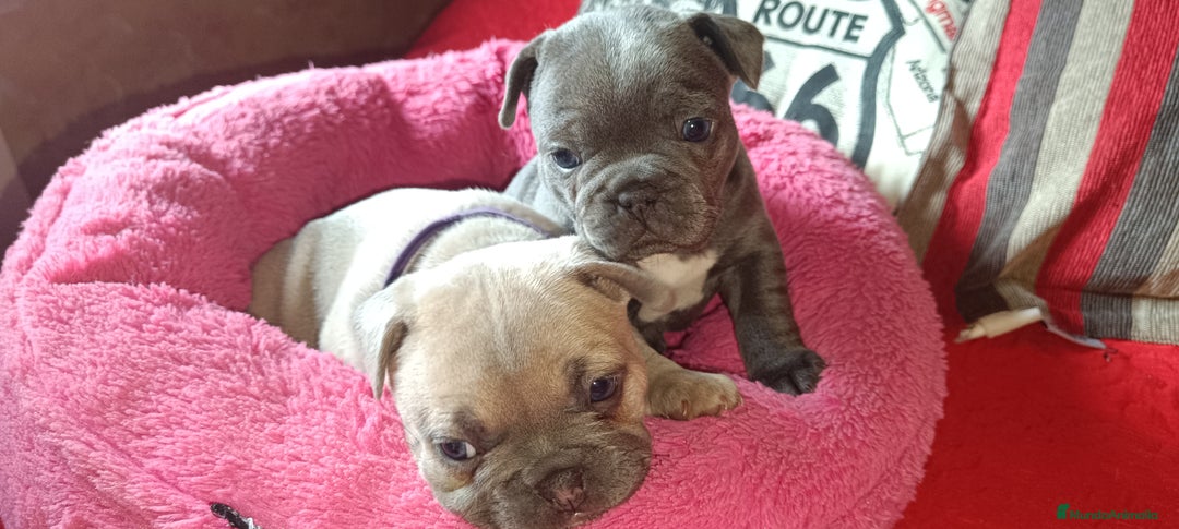 Bulldog Francés perros en venta: Bulldog francés  en León - Imagen 10