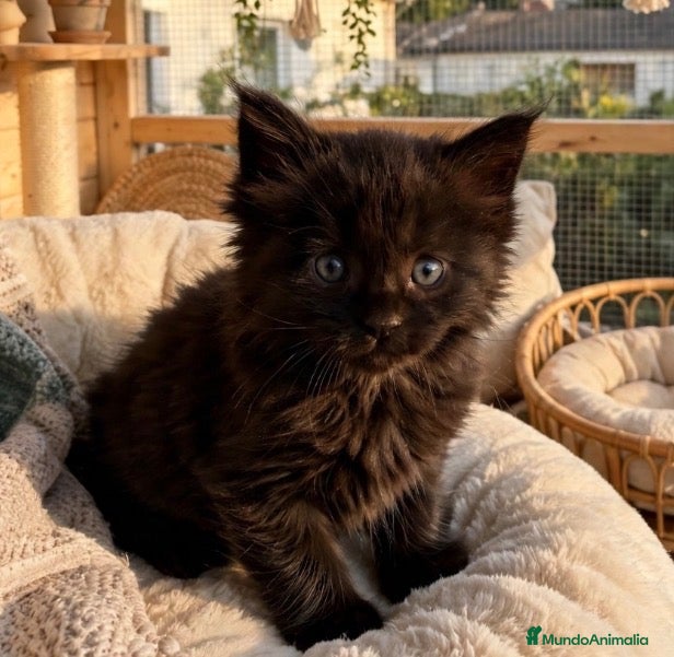 Maine Coon gatos en venta: Los Black  - Anuncio 7