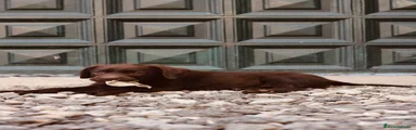 Labrador Retriever 2