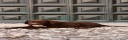Labrador Retriever perros en venta: Dos preciosos cachorros de Labradores Retriever. - Anuncio 10