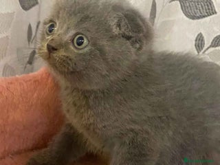 Scottish Fold gatos en Barcelona - Anuncio 23
