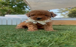 Caniche Toy perros en venta: CANICHE TOY  - Imagen 5