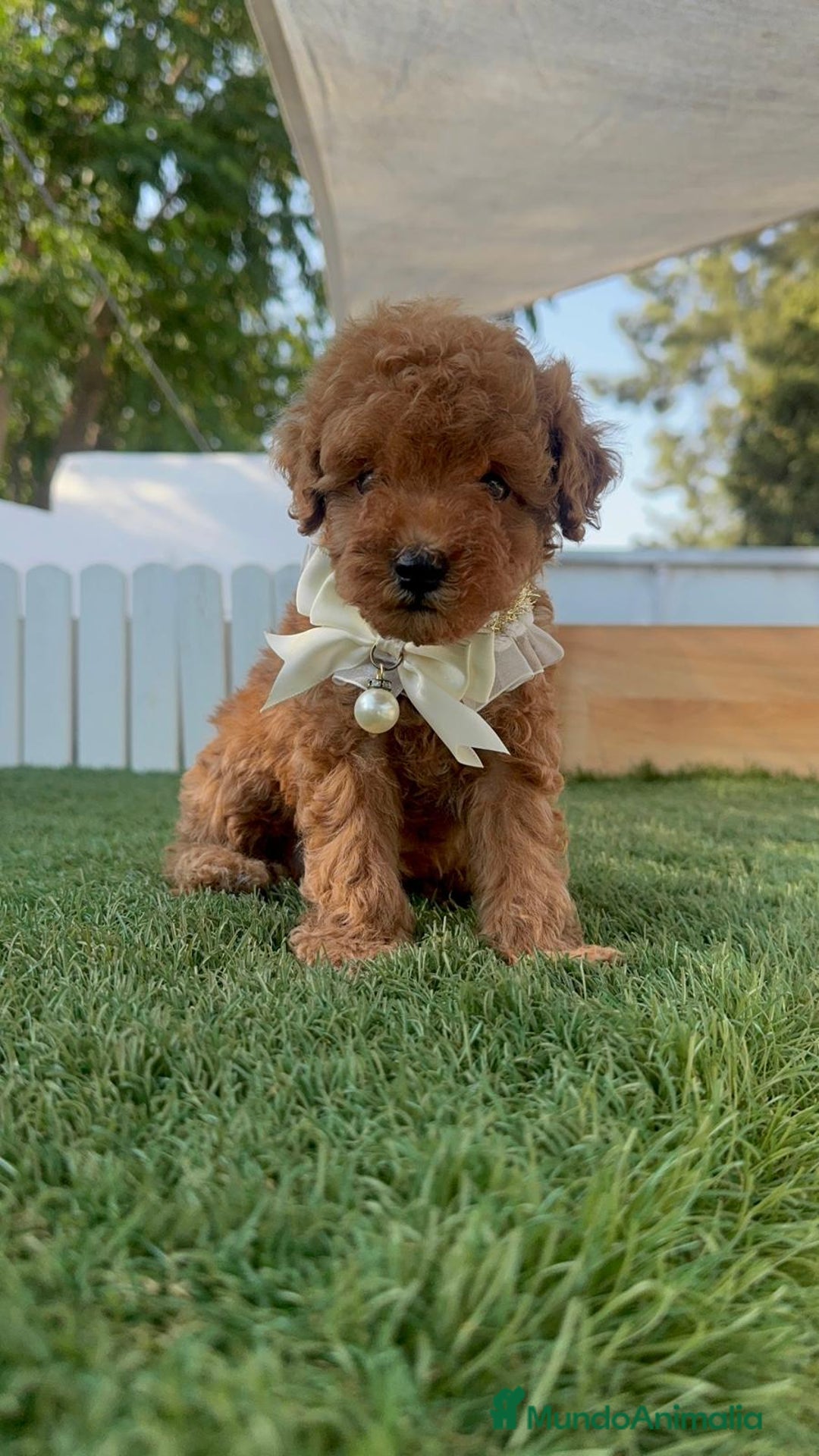Caniche Toy perros en venta: CANICHE TOY  - Imagen 5