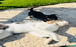 Chihuahua perros en venta: ULTIMA HEMBRA CHIHUAHUA - Imagen 4