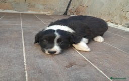 Border Collie perros en venta: BORDER COLLIE SABLE - Imagen 12