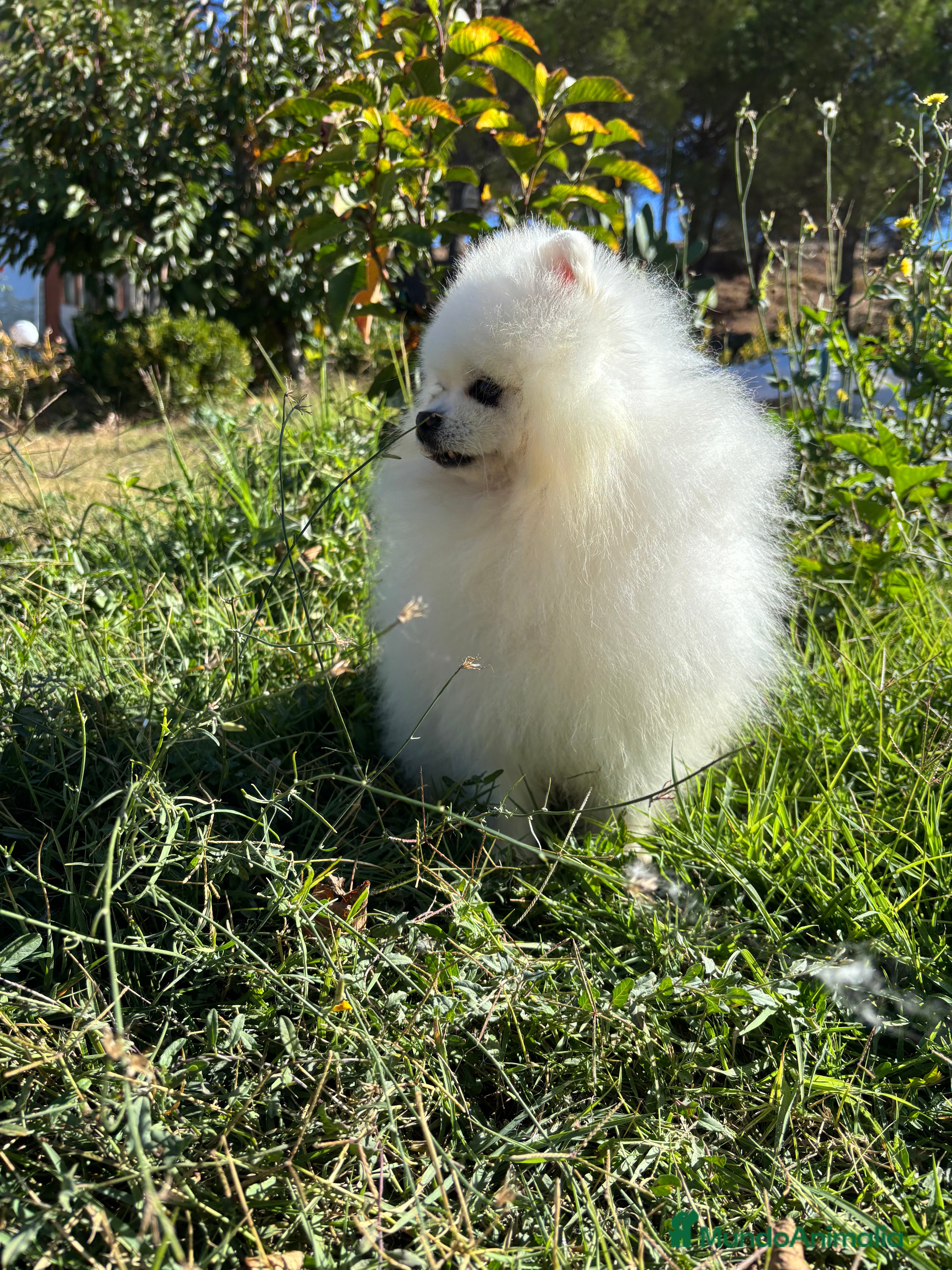 Pomerania perros Pomerania (lulu de Pomerania) - Anuncio 2