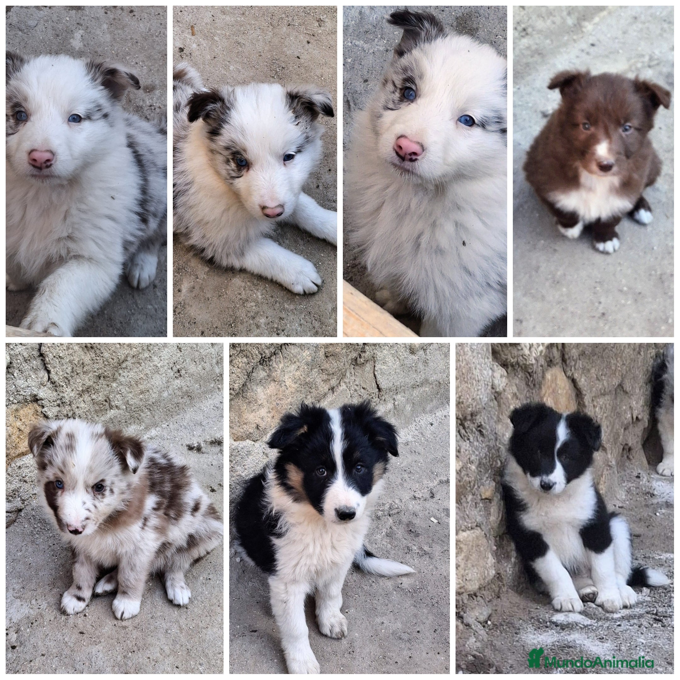 Border Collie perros Boder collie camada 1  - Anuncio 13