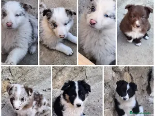 Border Collie perros Boder collie camada 1 - Anuncio 13