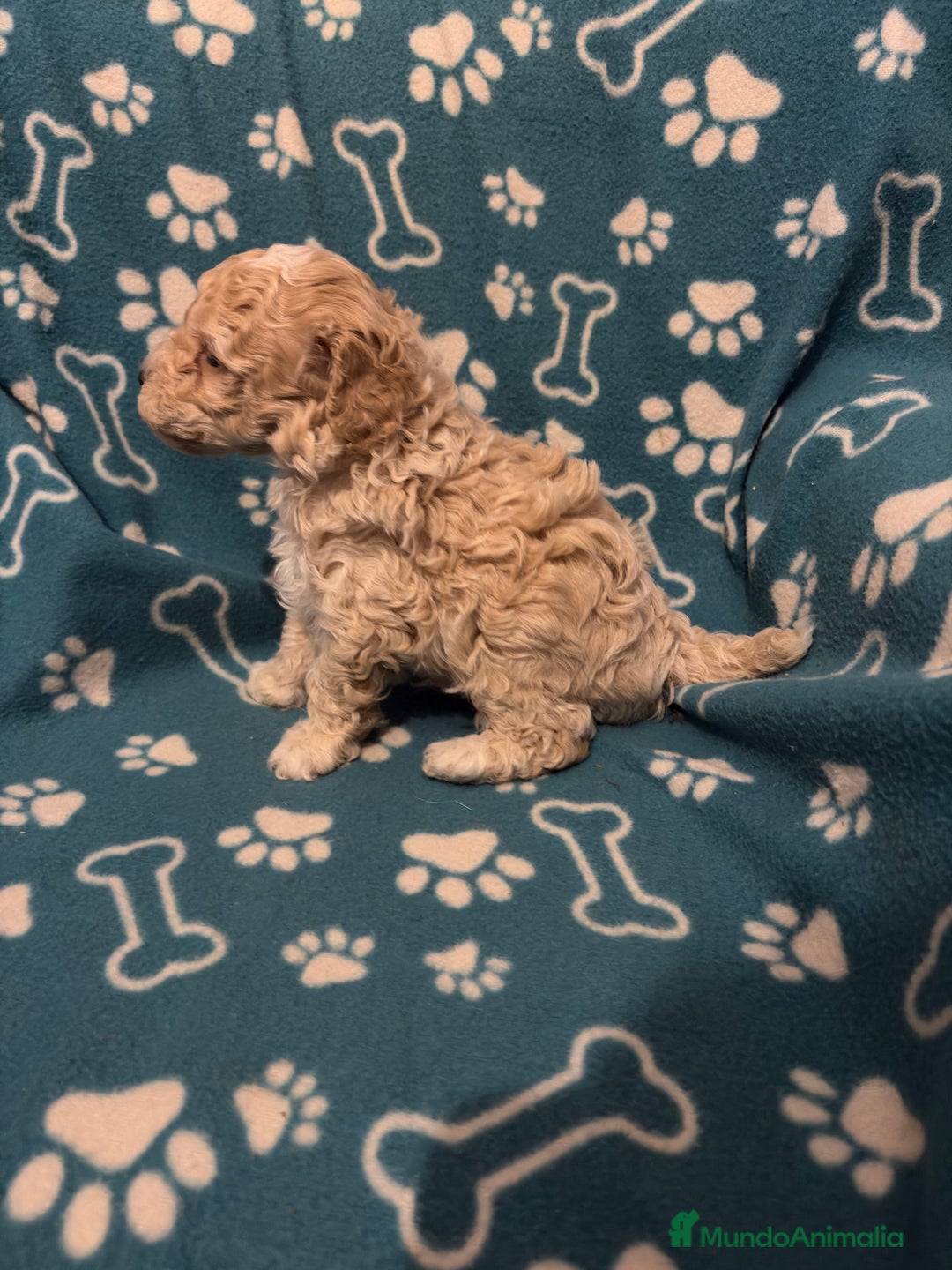 Maltipoo perros en venta: Maltipoo  - Anuncio 4