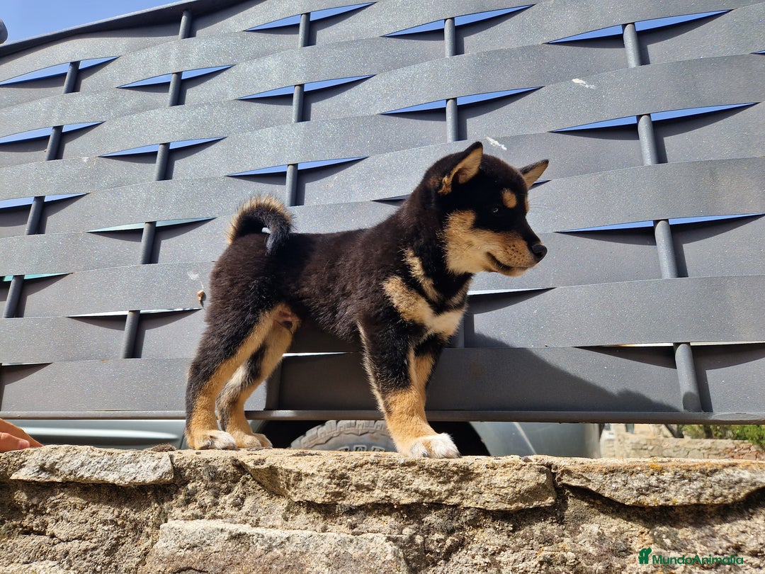 Shiba Inu perros en venta: Shiba Inu en Ávila - Imagen 5
