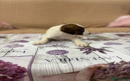 Jack Russell Terrier perros en venta: Jack Russell  - Imagen 2