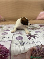 Jack Russell Terrier perros - Anuncio 1