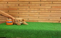 Maltipoo perros en venta: MAltipoo  toy miniatura - Imagen 4