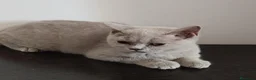Británico de Pelo Corto gatos en venta: British Shorthair Lila  - Anuncio 4