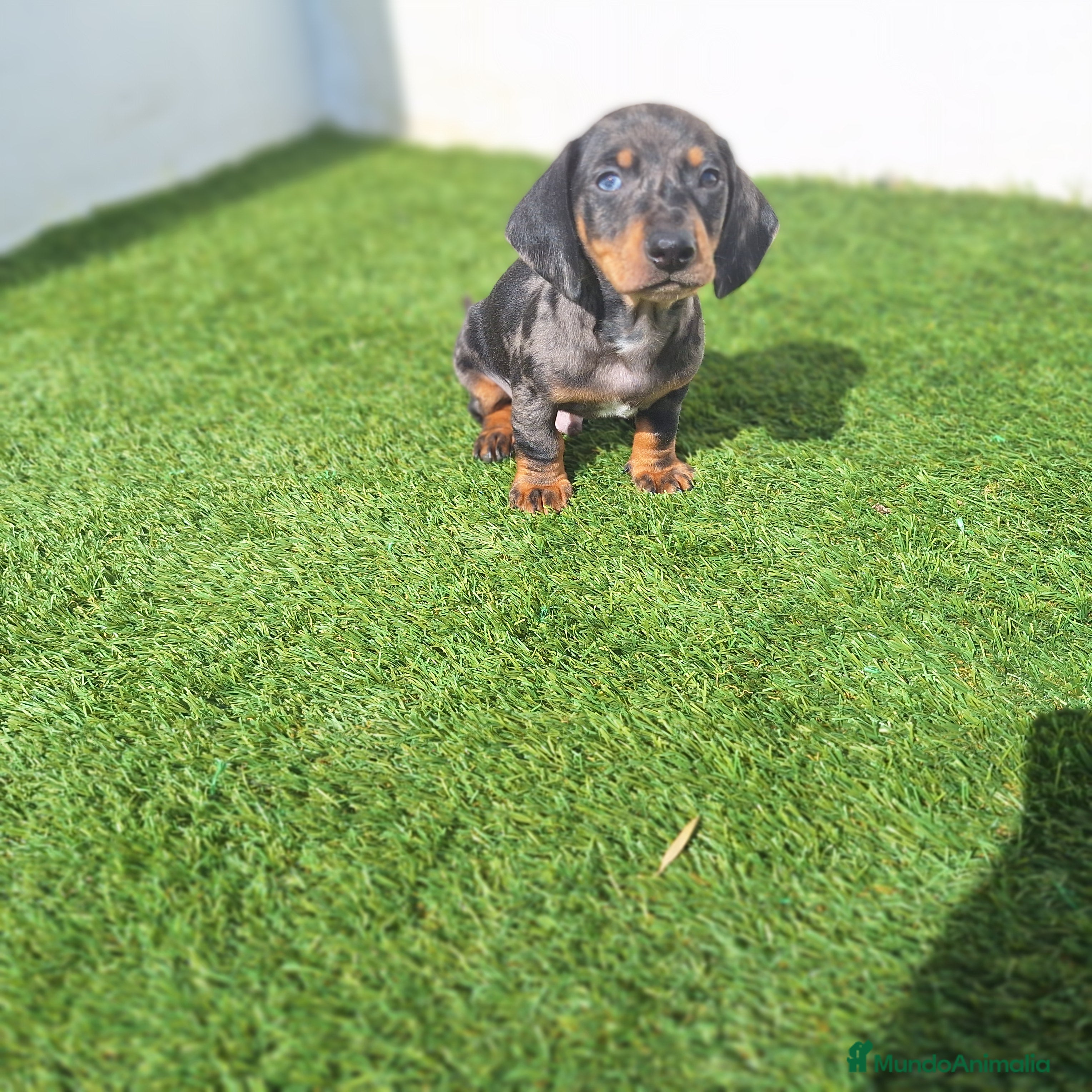 Teckel Miniatura perros TECKEL MINIATURA ARLEQUIN - Anuncio 1