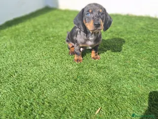 Teckel Miniatura perros TECKEL MINIATURA ARLEQUIN - Anuncio 1