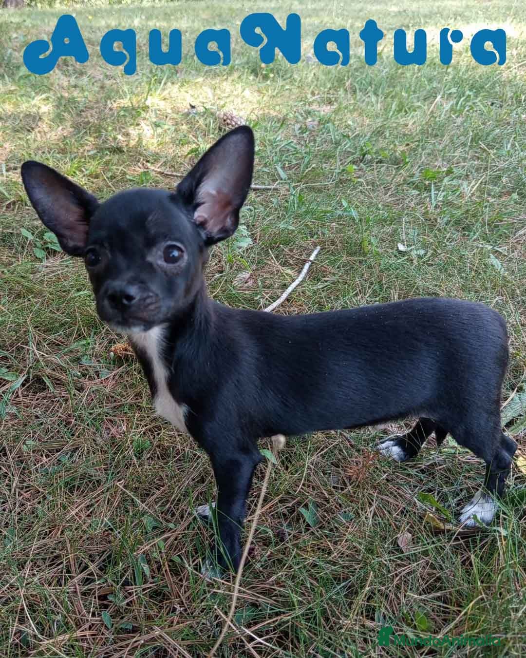 Chihuahua perros en venta:  Chihuahua Macho de Pam y Manchitas AQUANATURA - Imagen 3
