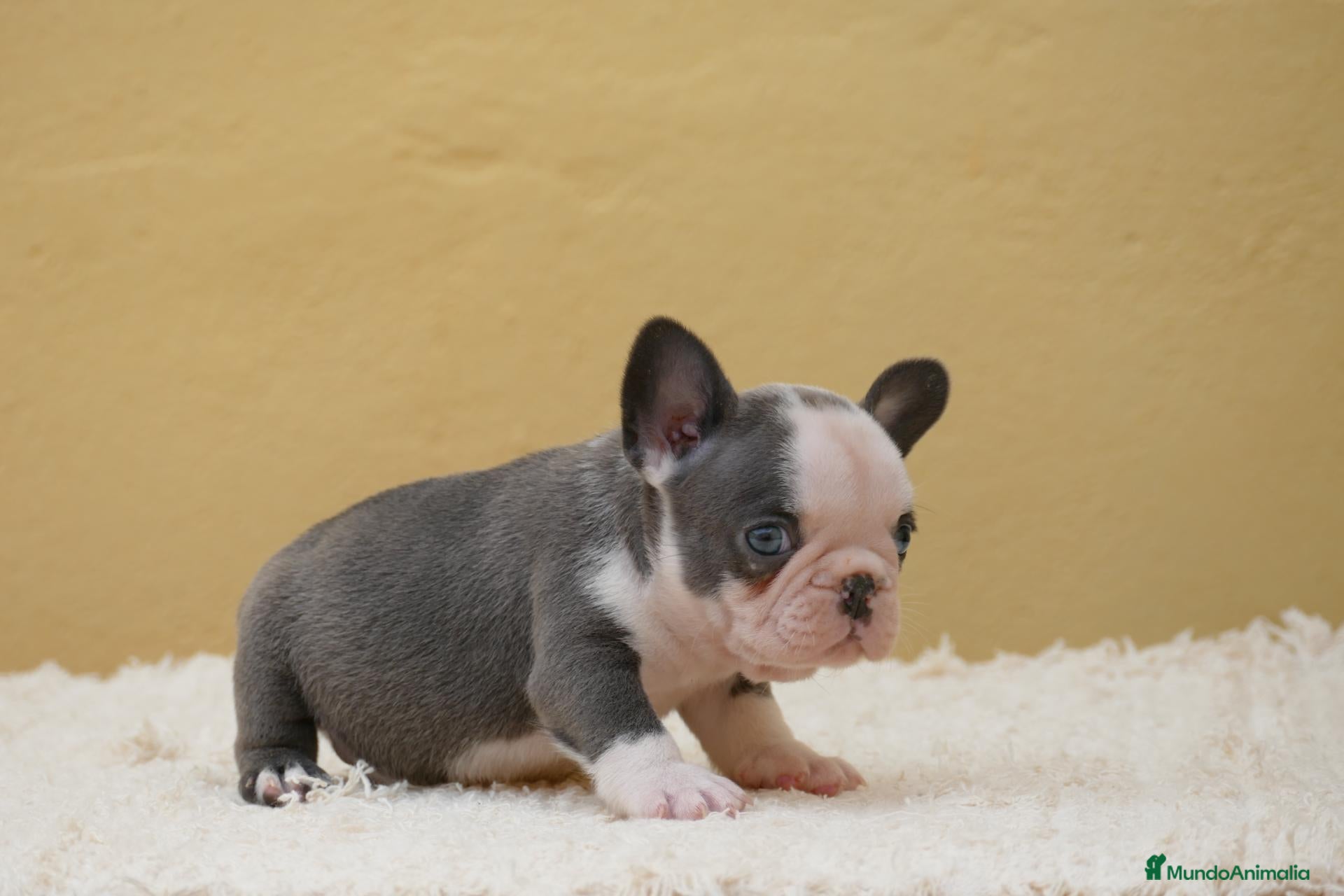 Bulldog Francés perros Cachorros de Bulldog Frances  - Anuncio 4