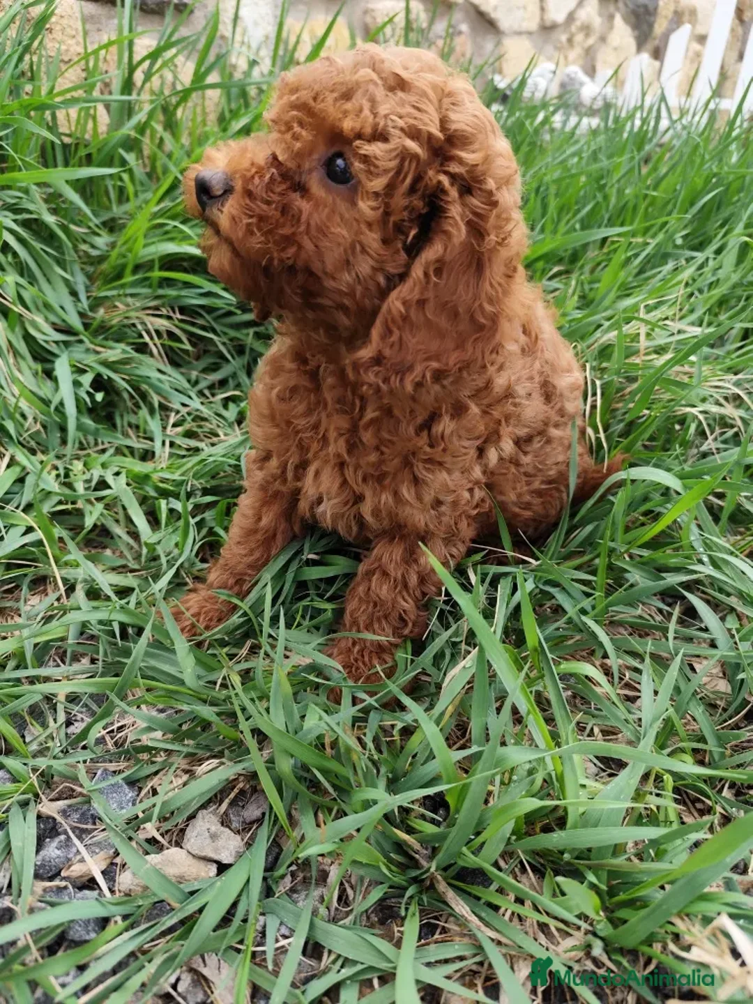 Caniche Toy perros en venta: caniche toy asiático  en Cantabria - Anuncio 3