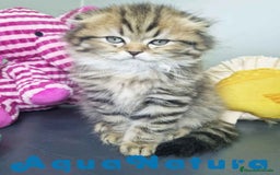 Scottish Fold gatos en venta: Scottish Fold Longhair Macho 7726 AQUANATURA - Imagen 3