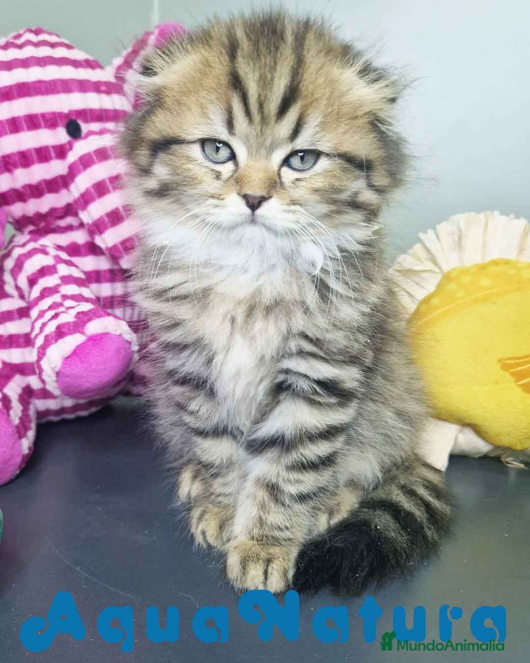 Scottish Fold gatos en venta: Scottish Fold Longhair Macho 7726 AQUANATURA - Imagen 3