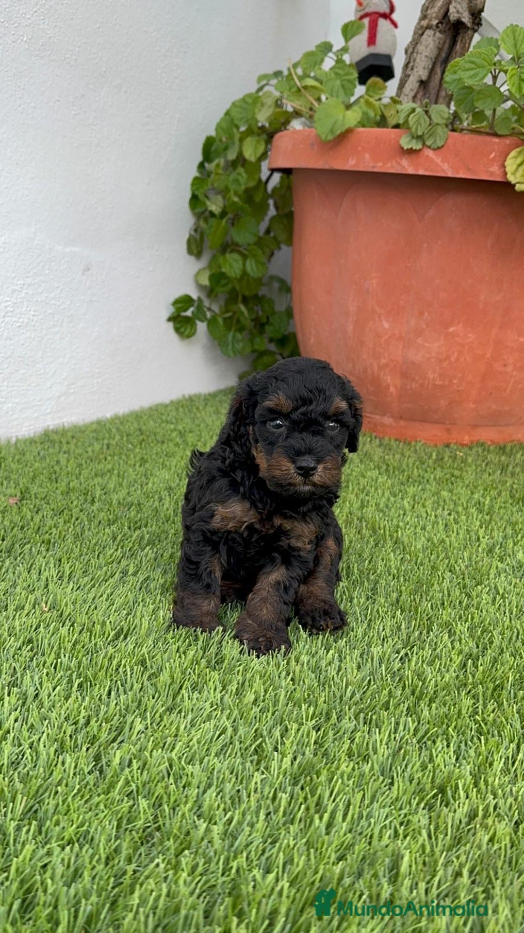 Caniche Toy perros en venta: CANICHE TOY HEMBRA - Imagen 24