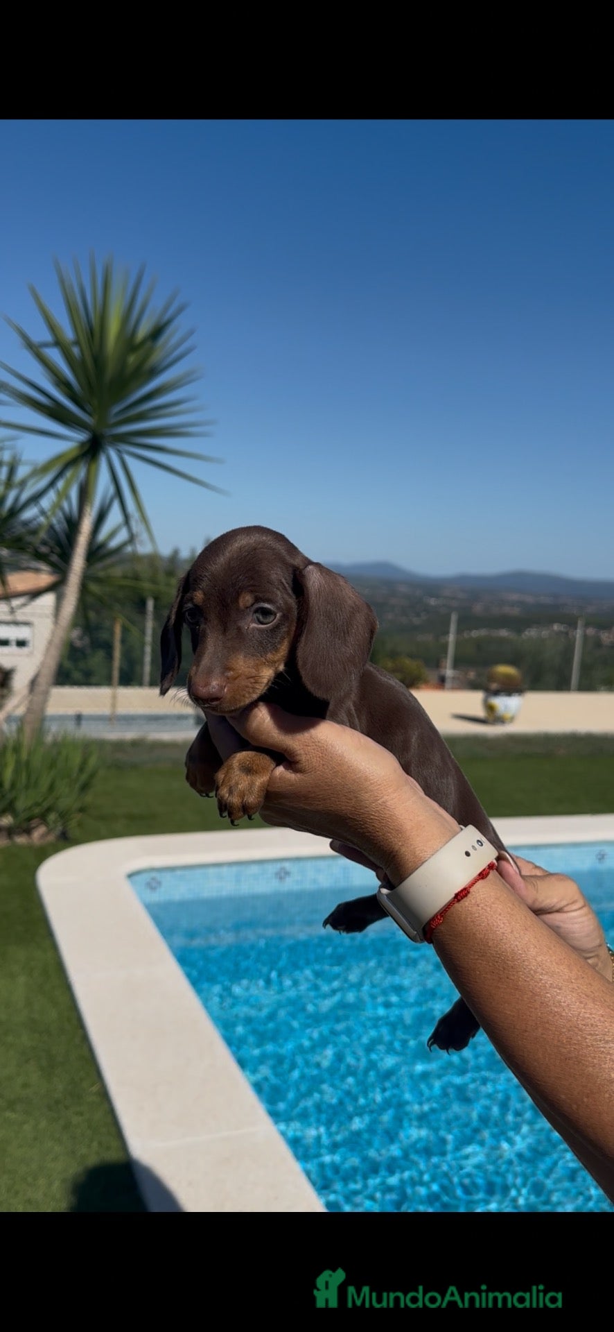 Teckel Miniatura perros TECKEL MINIATURA CHOCOLATE – HEMBRITA 🐾🤎 - Anuncio 1