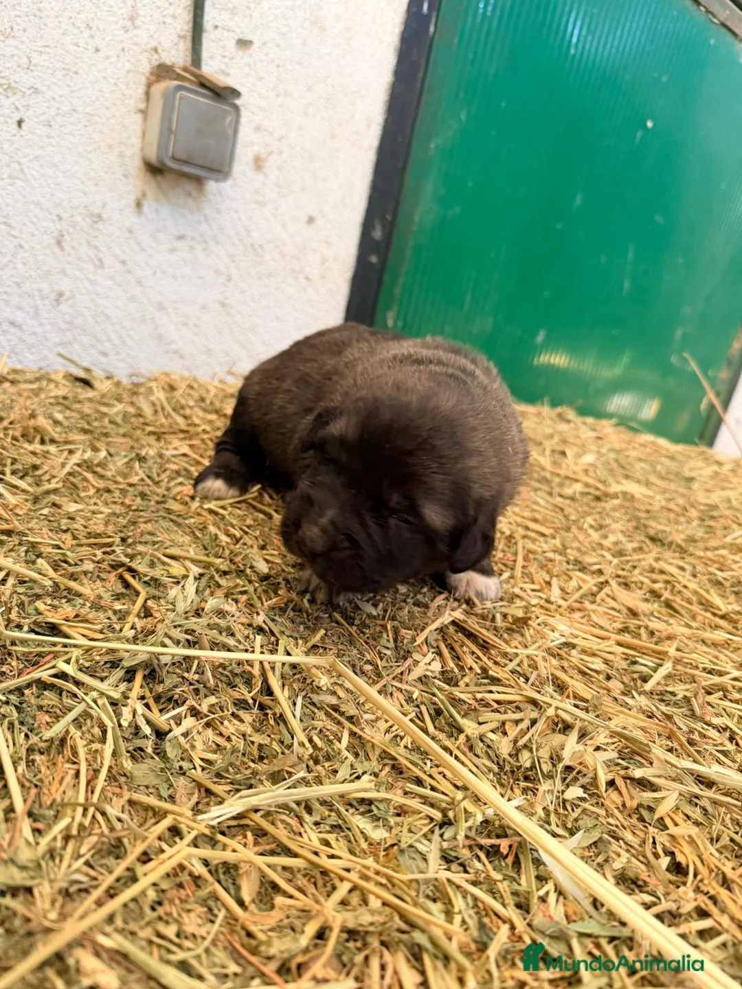 Raza Mixta perros en venta: Mestizo de mastín x Cáucaso  - Anuncio 15