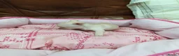 Chihuahua perros en venta: CHIHUAHUA TOY - Anuncio 18