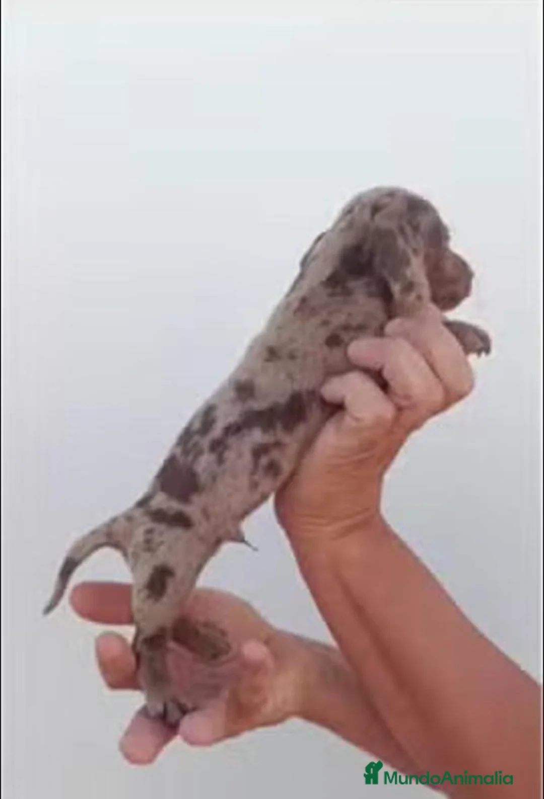 Teckel Miniatura perros en venta: Teckel arlequin chocolate mini - Anuncio 4