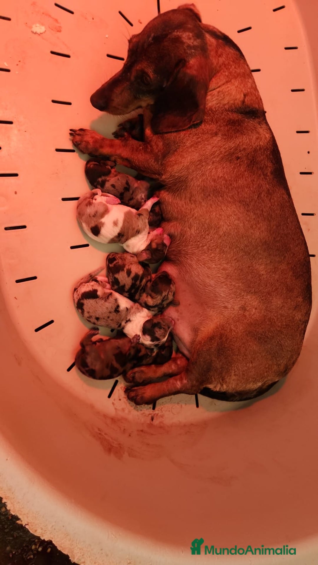 Teckel Miniatura perros en venta: Teckel Arlequin ojo azul  - Anuncio 5