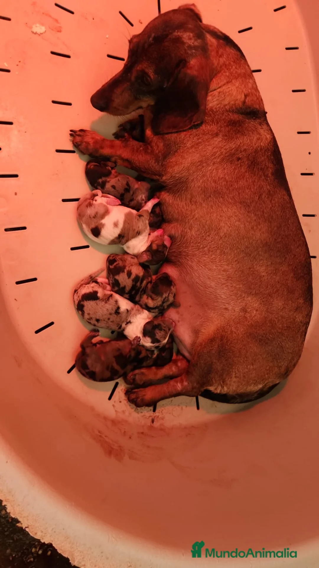 Teckel Miniatura perros en venta: Teckel Arlequin ojo azul  - Anuncio 5