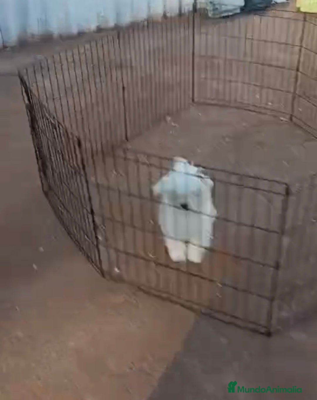 Bichón Maltés perros en venta: Bichon maltés 6 meses  - Anuncio 6