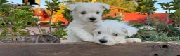 West Highland White Terrier perros en venta: Cachorritos de westy - Anuncio 3