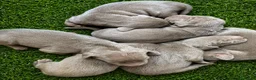 Weimaraner perros en venta: Bracos de Weimar magníficos - Anuncio 5