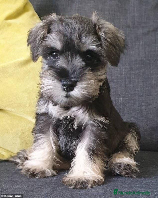 Schnauzer Miniatura perros Schnauzer miniatura sal y pimienta  - Anuncio 4