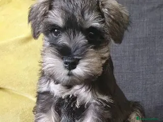 Schnauzer Miniatura perros Schnauzer miniatura sal y pimienta - Anuncio 2
