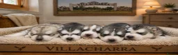 Husky Siberiano perros en venta: Preciosa camada de husky siberiano - Anuncio 4