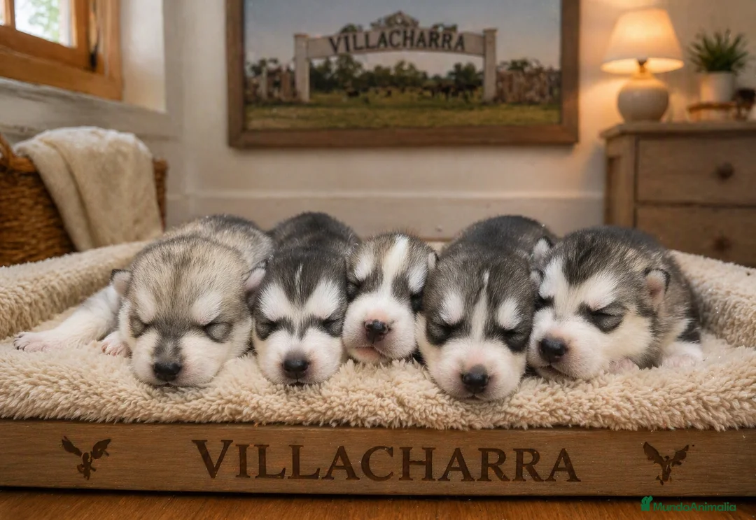 Husky Siberiano perros en venta: Preciosa camada de husky siberiano - Anuncio 4