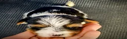 Biewer Yorkshire Terrier a la Pom Pon perros en venta: Yorkshire biewer precio real - Anuncio 10