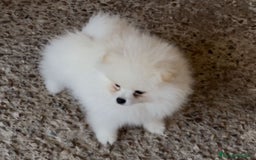 Pomerania perros en venta: Oferta de verano  - Imagen 3