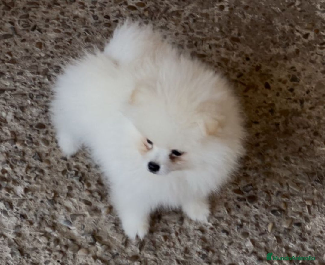 Pomerania perros en venta: Oferta de verano  - Imagen 3