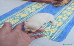 Maltipoo perros en venta: Maltipoo toy blanco - Imagen 2