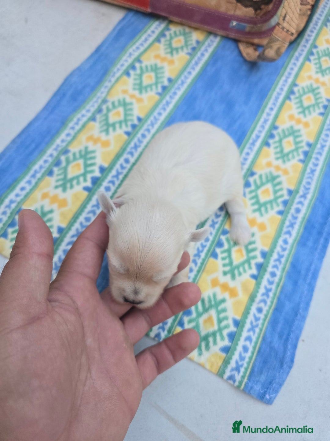 Maltipoo perros en venta: Maltipoo toy blanco - Imagen 2