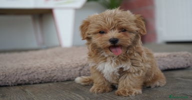Maltipoo perros - Propaganda 14