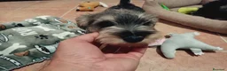 Schnauzer Miniatura perros en venta: Schnauzer mini  en Almería - Anuncio 7