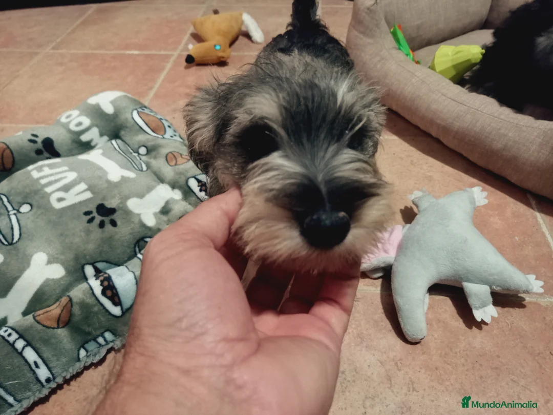Schnauzer Miniatura perros en venta: Schnauzer mini  en Almería - Anuncio 7